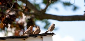 Birds on caravan roof
