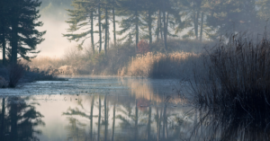 tranquil parks