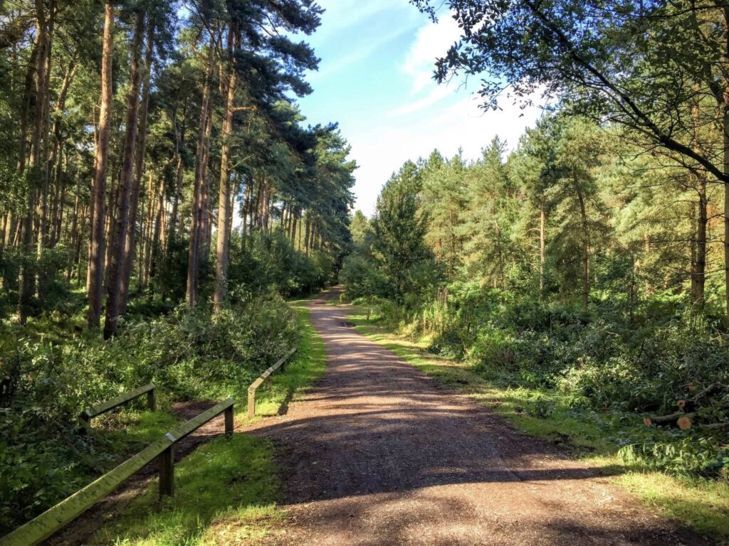 walk through Delamere Forest