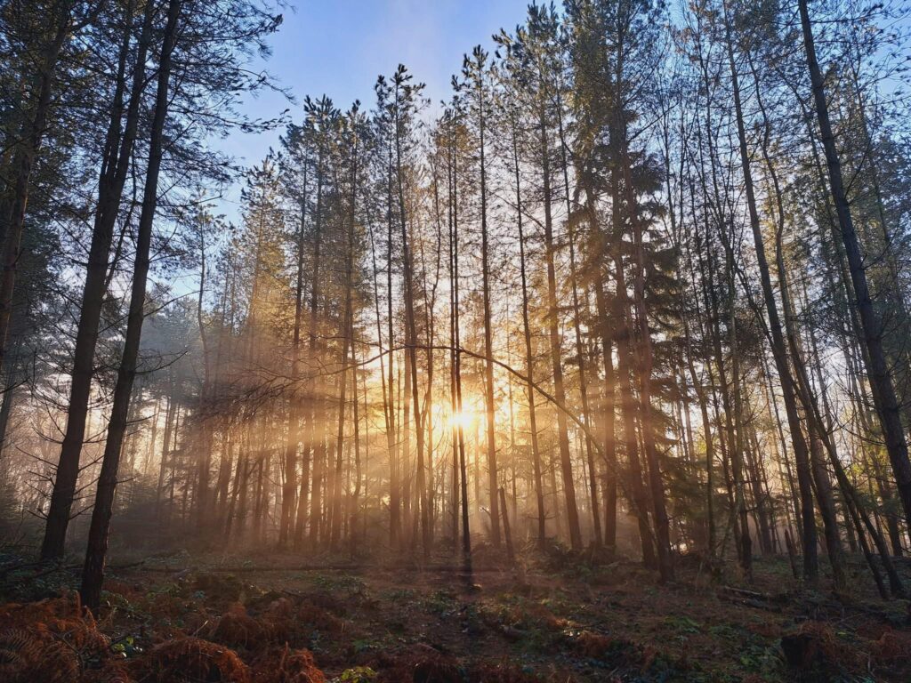Lodges near Delamere Forest