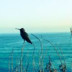 static caravans for sale with sea view